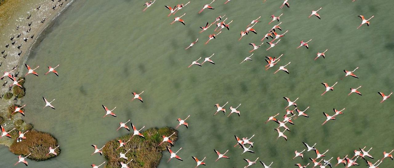 Bald nicht mehr zu sehen? Flamingos fliegen über eine Bucht im Naturschutzgebiet Doñana.