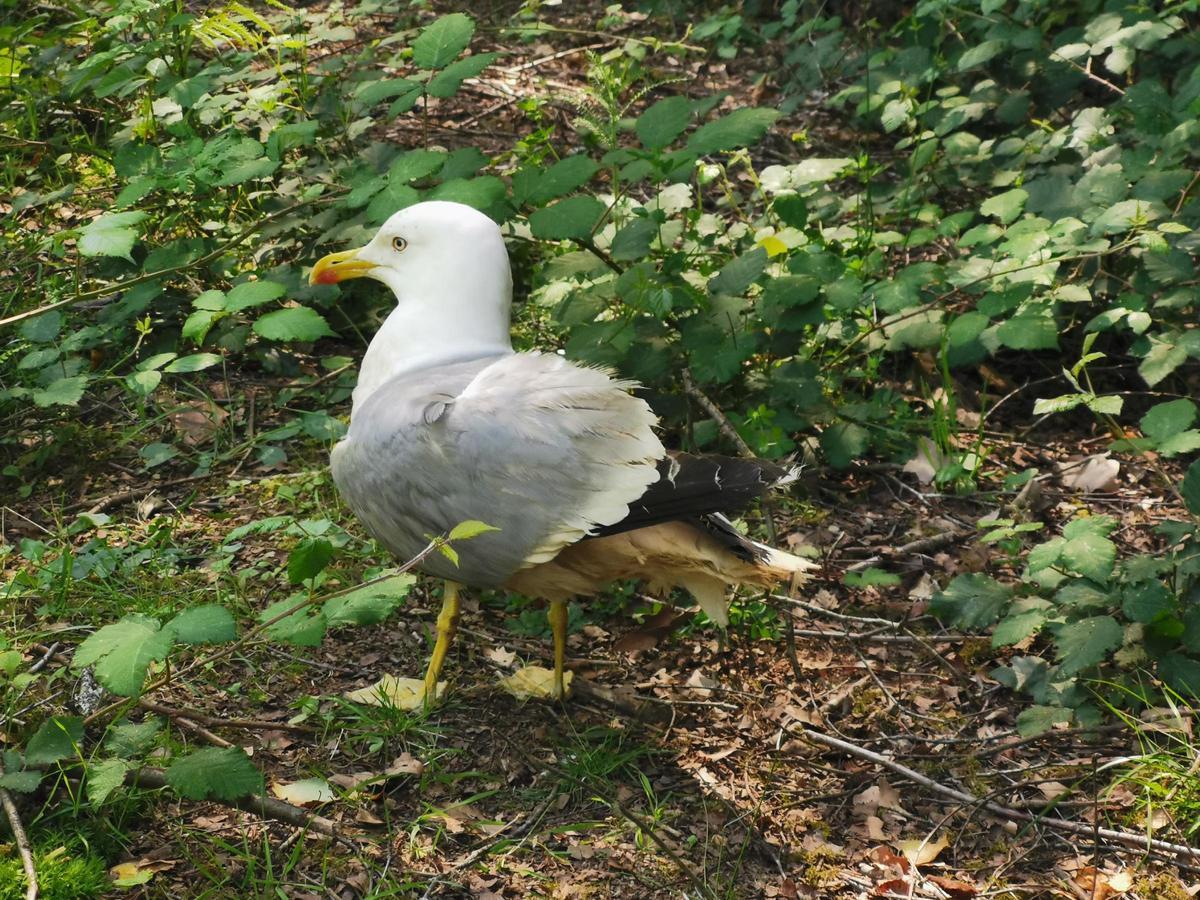 La gaviota Senxo fue alcanzada por un disparo.