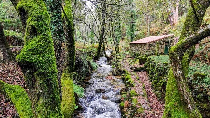 Sobre os bosques de ribeira