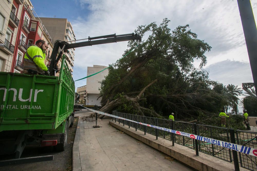 Cae un ficus en el Paseíto Ramiro