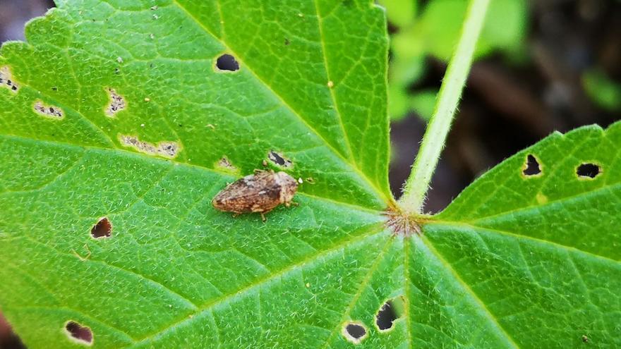 Identificados los insectos que transmiten la &#039;Xylella fastidiosa&#039;, la bacteria asesina de olivos y almendros