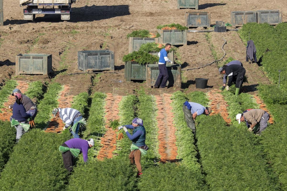 Trabajo en el campo.