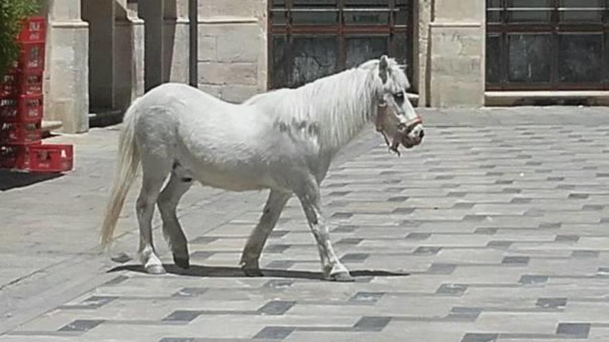 El poni por la Plaça de Dins antes de ser decomisado.