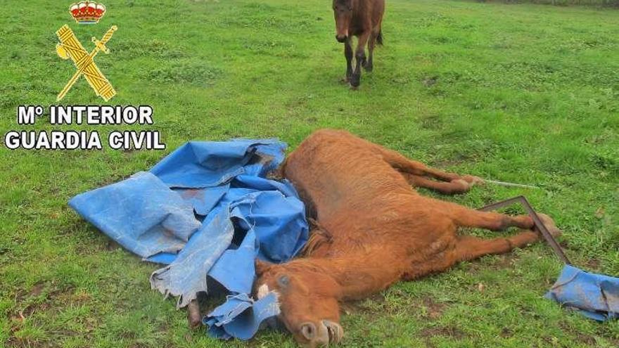 El caballo apareció muerto y tapado con un plástico en la finca junto a más animales. // OPC