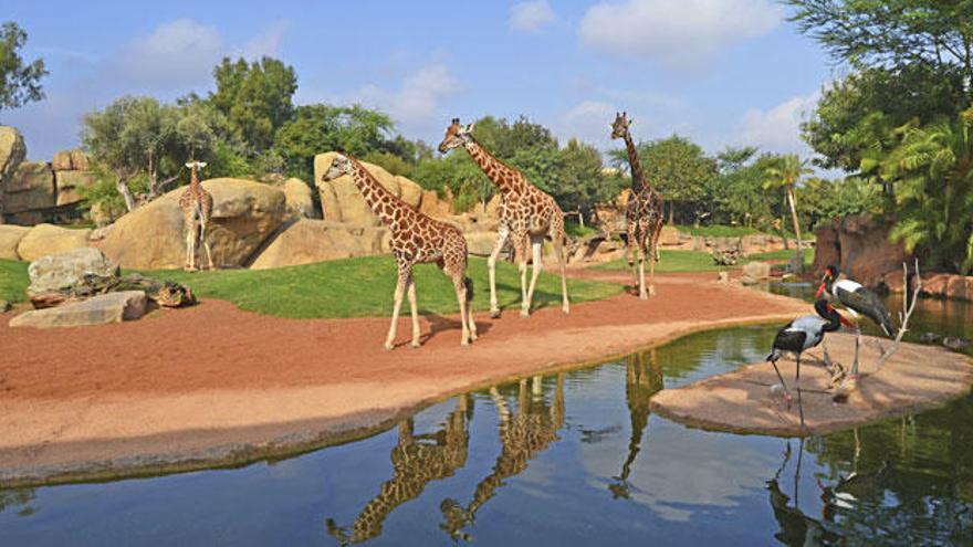 Disfrutar de un &quot;puente salvaje&quot; a menos de 2 horas en Bioparc Valencia