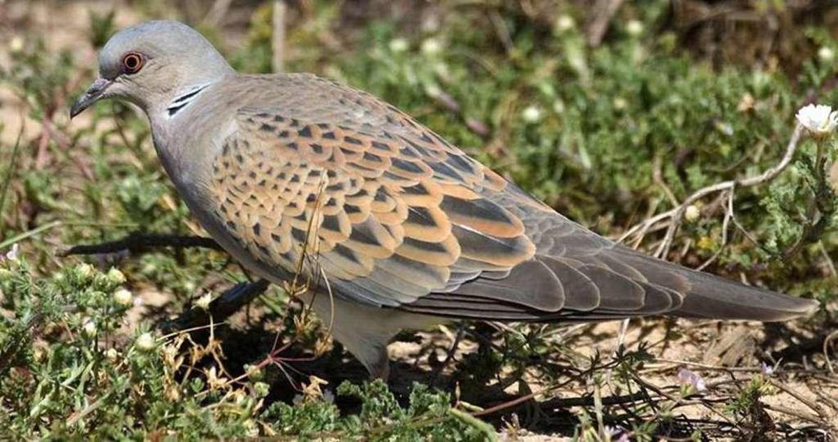 Ejemplar de tórtola europea sobre una zona de pequeña vegetación.