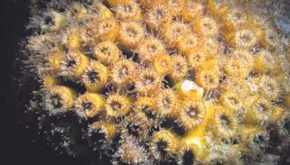 Coses Nostres| El registro del antropoceno en un coral