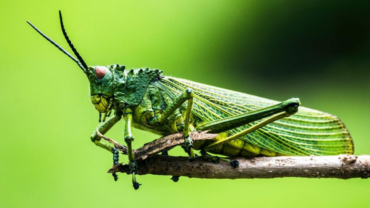 ¿Los insectos pueden sentir dolor?