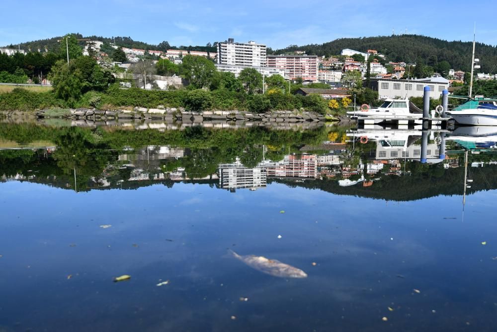 Aparecen peces muertos flotando en el río Lérez