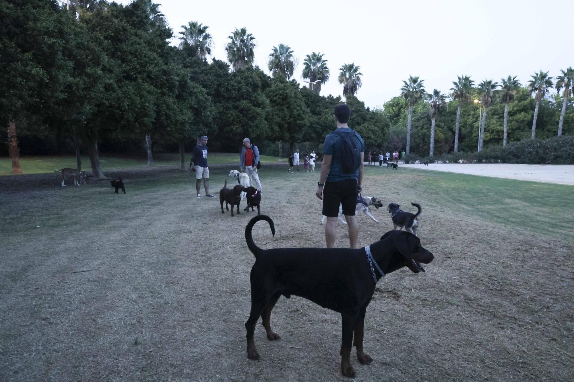 Los perros quieren más espacio en Playa de San Juan