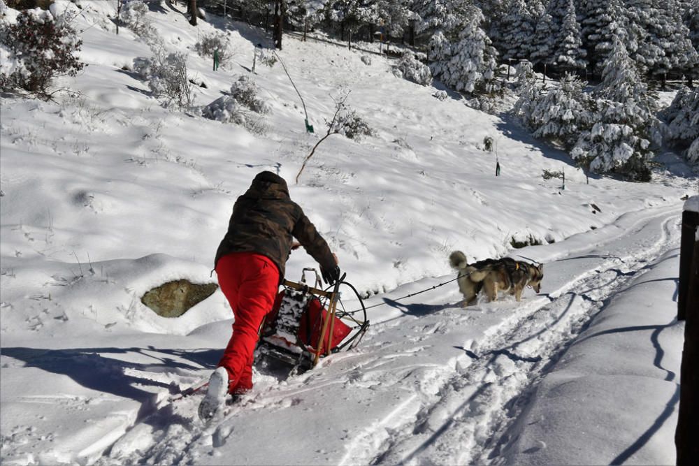 Manuel Calvo se prepara para participar en  el Campeonato de España de carreras de trineo con perros