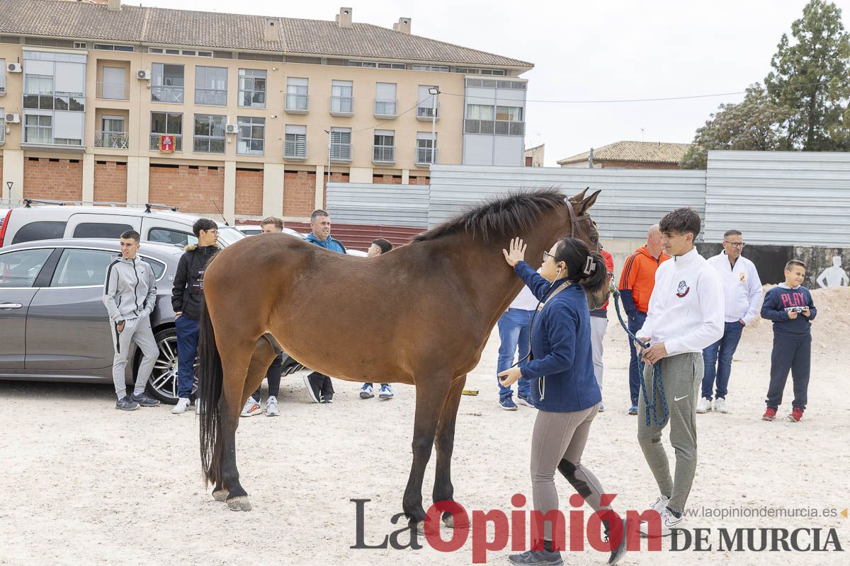 Control veterinario a los equinos que participaran en el festejo de los Caballos del Vino