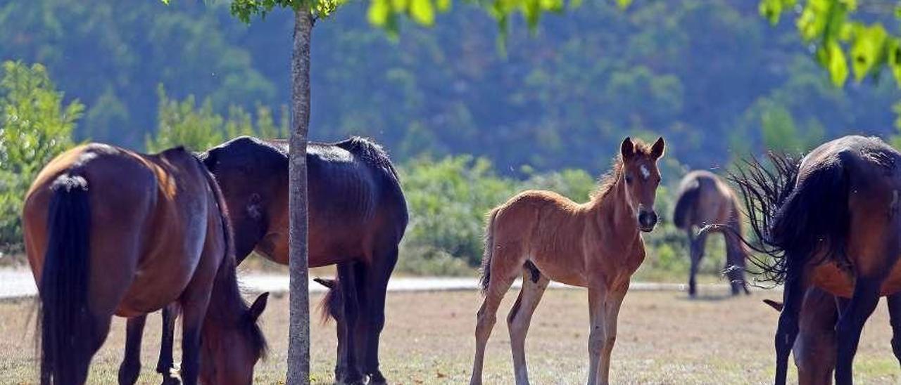 Imagen de archivo de caballos salvajes en la provincia de Pontevedra. // Marta G. Brea