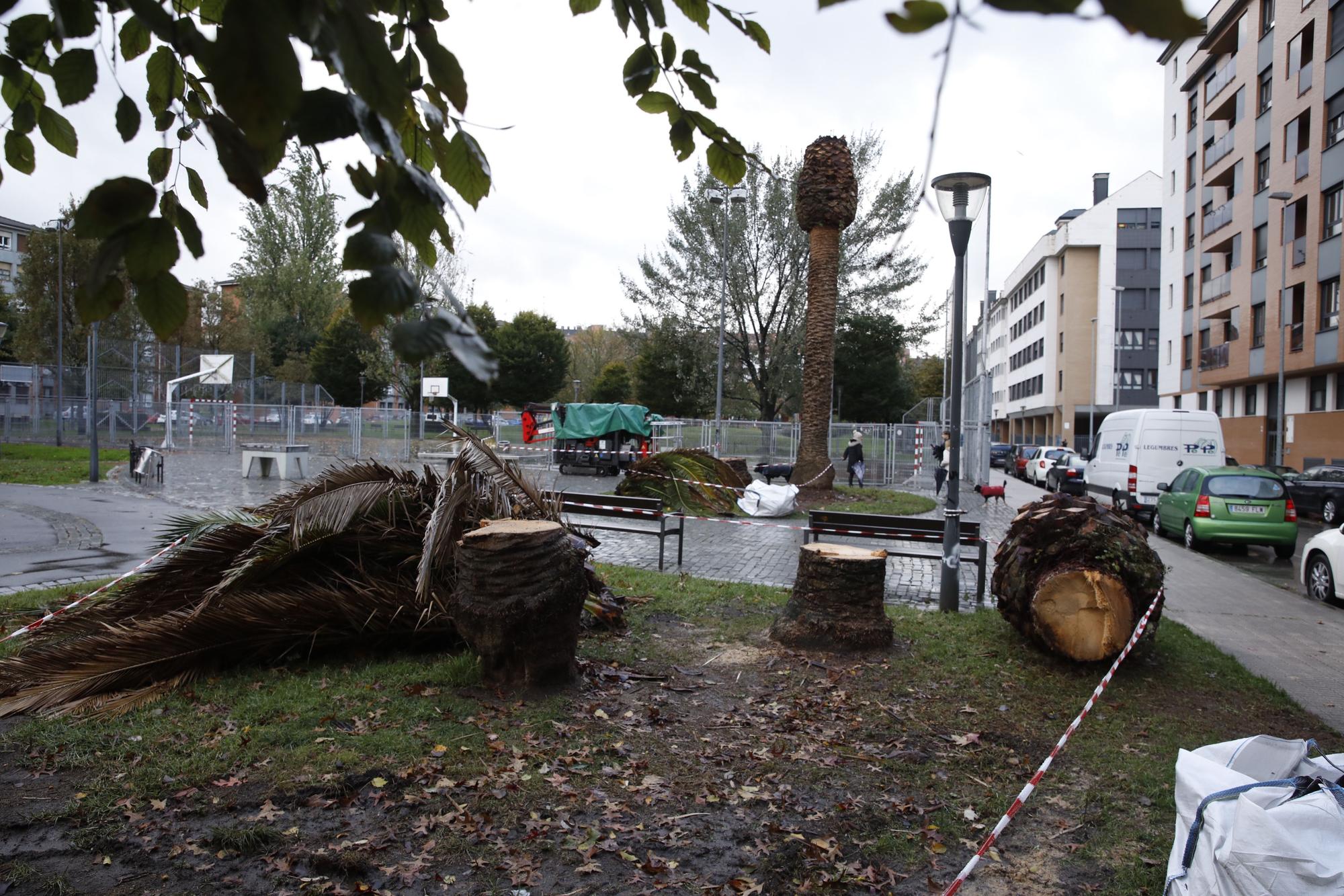 El parque de Las Palmeras se queda sin los árboles que le dan nombre por una plaga