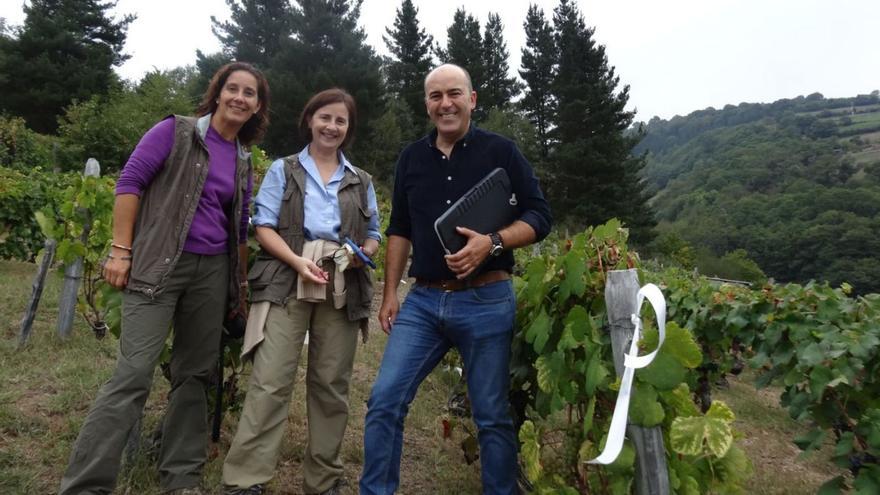 Urgen medidas contra la fauna salvaje para salvar la producción de vino de Cangas