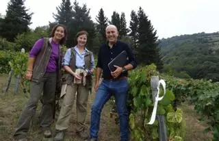 Urgen medidas contra la fauna salvaje para salvar la producción de vino de Cangas