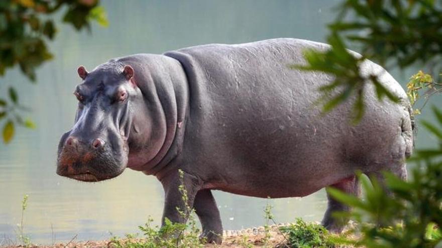 Un hipopòtam africà es menja un nen de dos anys i després l&#039;escup