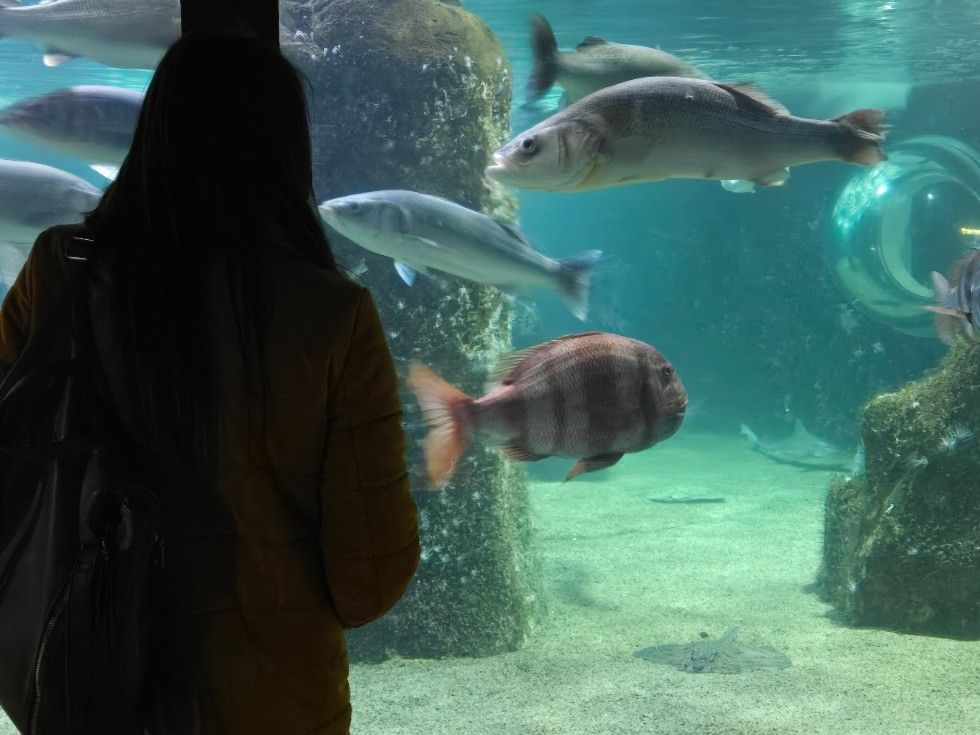 Las instalaciones del Acuario O Grove, en Punta Moreiras.