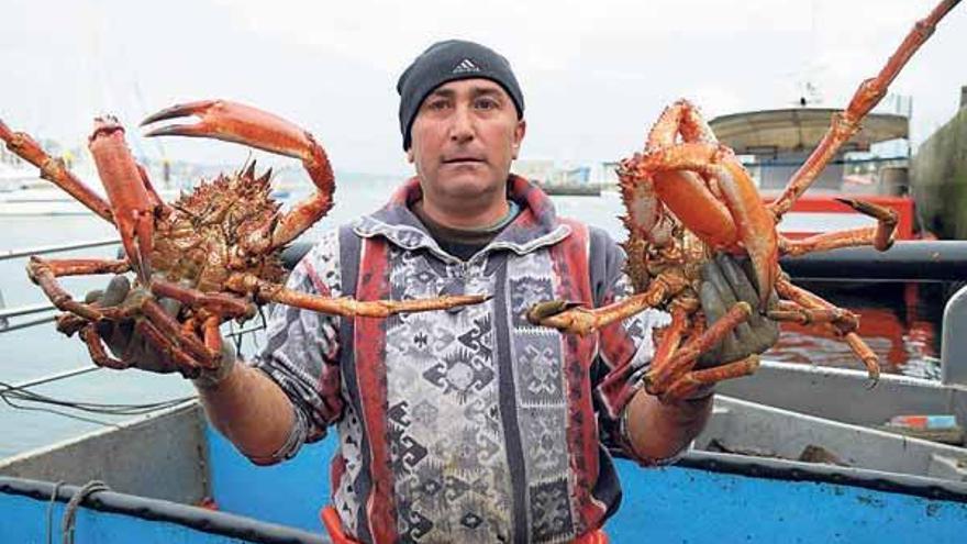 La calidad de la centolla satisface a los marineros de la ría en la apertura de la veda