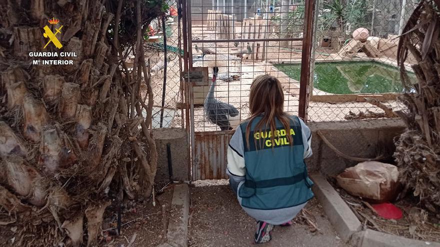 Localizan un zoo ilegal en Tenerife