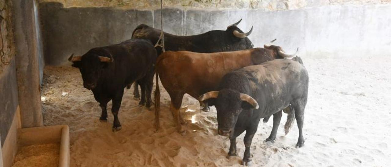 Los astados, en los corrales del coso de San Roque.