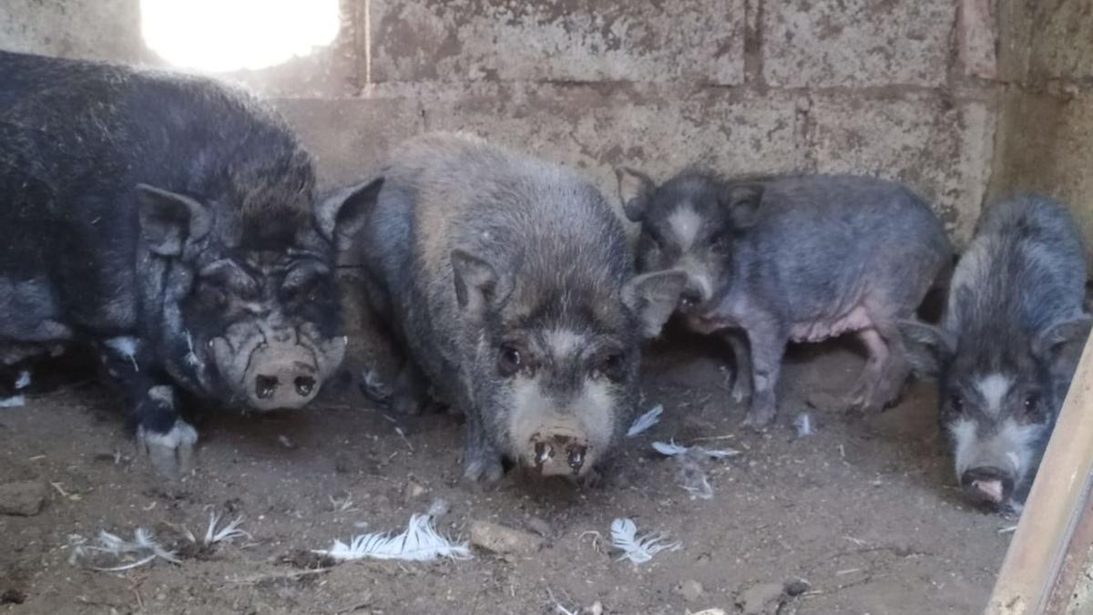 Cuatro de los cerdos vietnamitas rescatados en Lorca