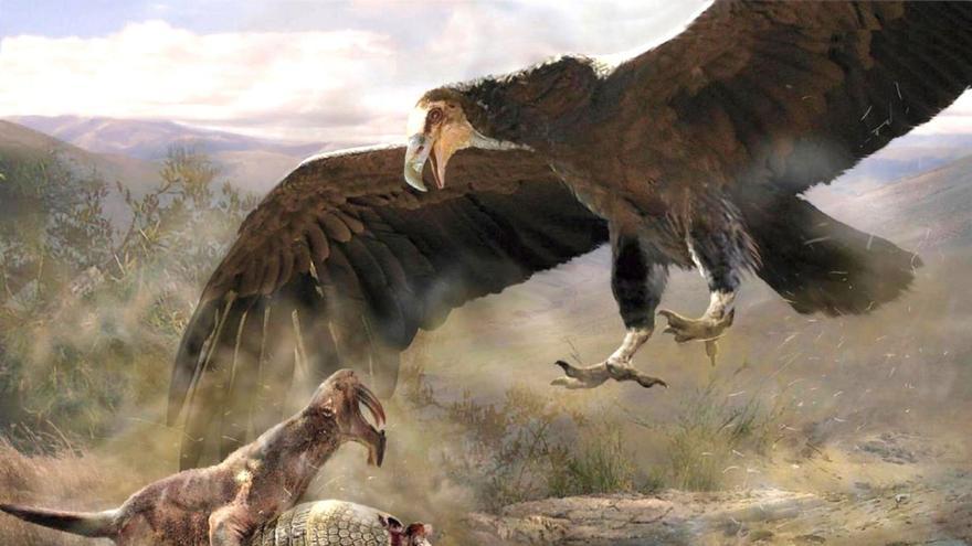 Así era el argentavis, la gigantesca rapaz de 7 metros de envergadura