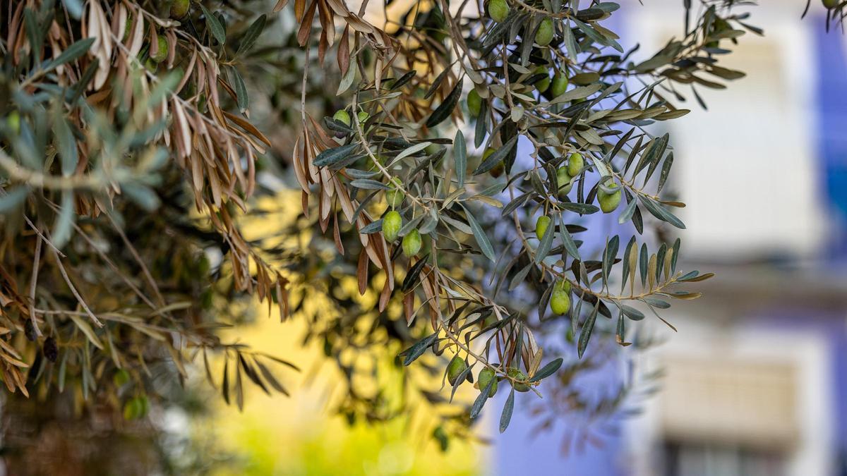 Aceitunas en uno de los olivos del casco antiguo que se recogerá el domingo.
