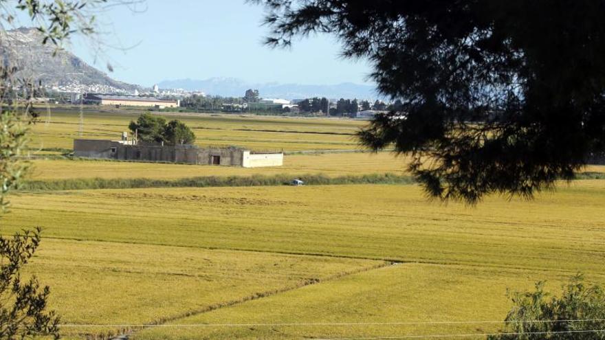 Gas Natural estudia transformar la paja del arroz en energía renovable