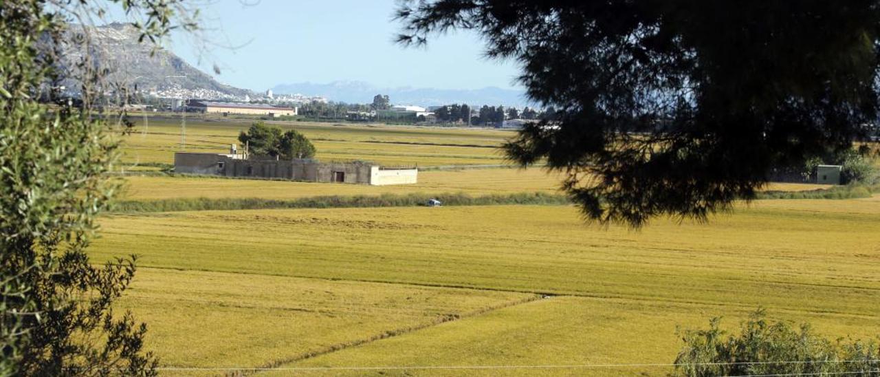 Gas Natural estudia transformar la paja del arroz en energía renovable