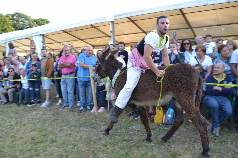 Carrera de burros en Pañeda