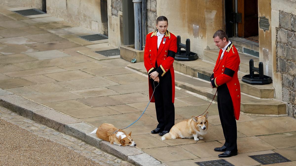 Els gossos d&#039;Elisabet II esperenant per acomiadar-se de la monarca difunta a l&#039;entrada del castell de Windsor