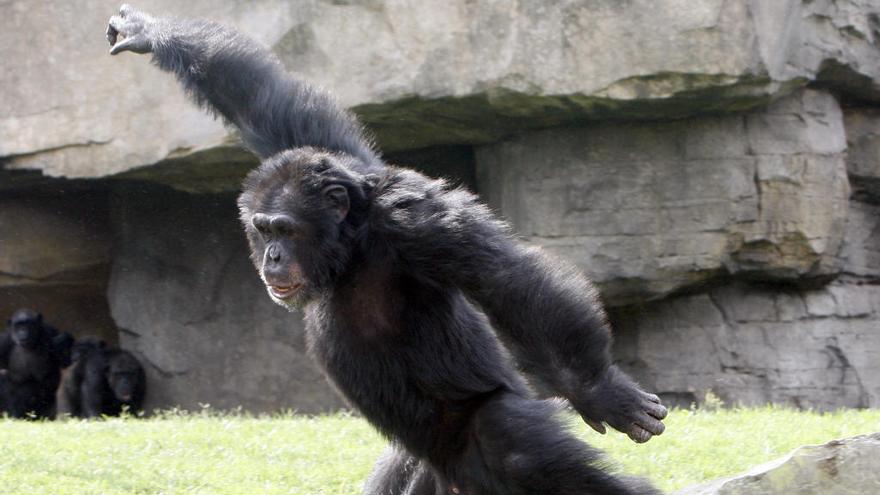 Los chimpancés, influenciados por los humanos.