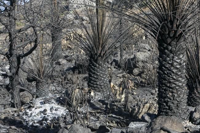 INCENDIO EN LA PALMA