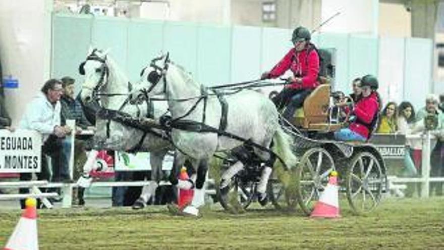 Ifepa suspende la feria internacional de caballos Equimur por el coronavirus