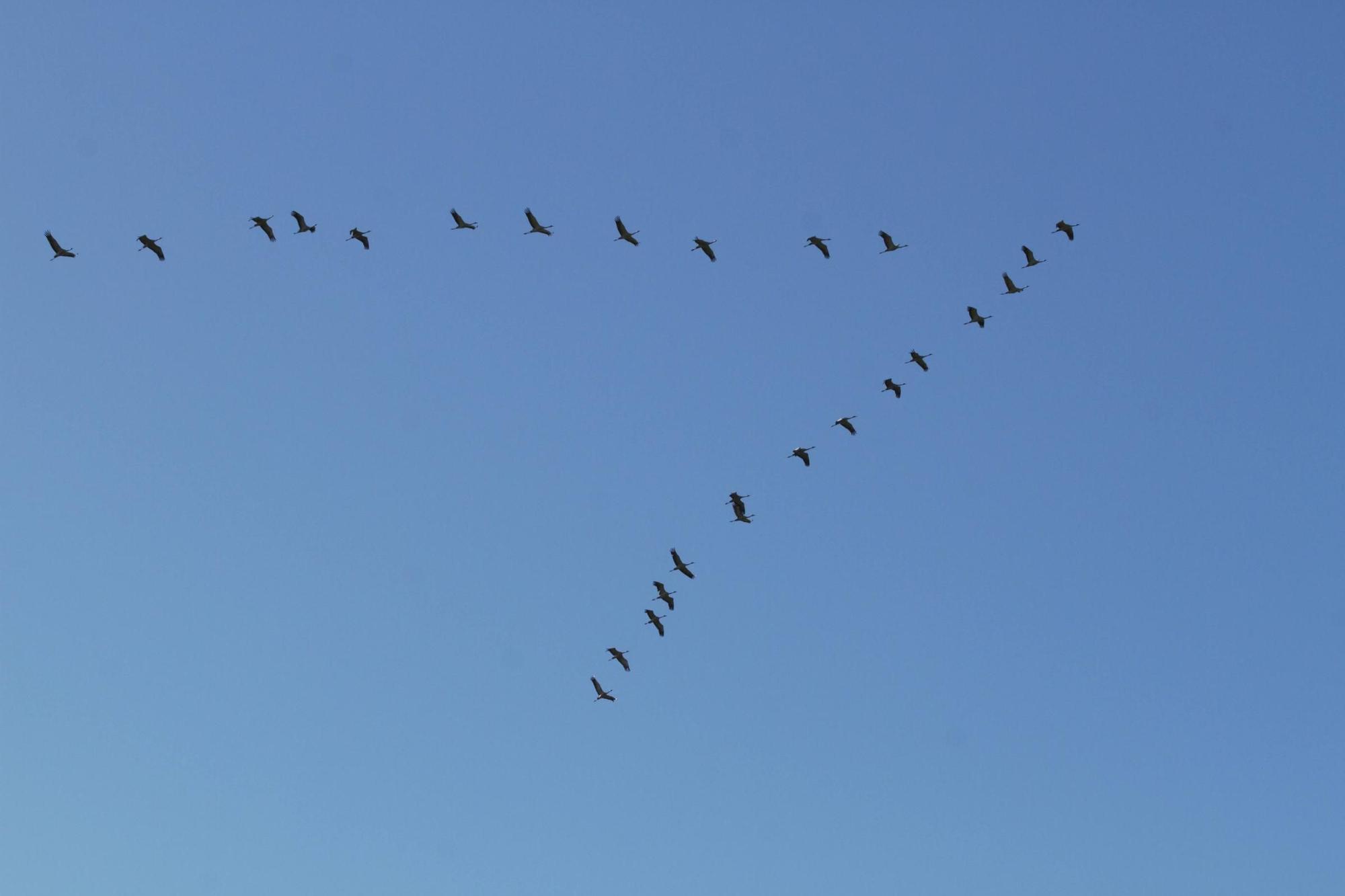 25.000 grullas levantan vuelo desde la alberca de Alboré