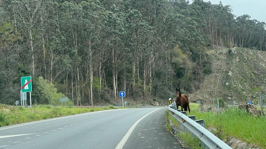 Uno de los caballos, ayer, en el enlace de incorporación desde Cangas a la Autovía do Morrazo, en el límite con Moaña.