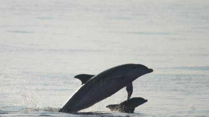 Un estudio demuestra que las granjas marinas «atraen» a los delfines