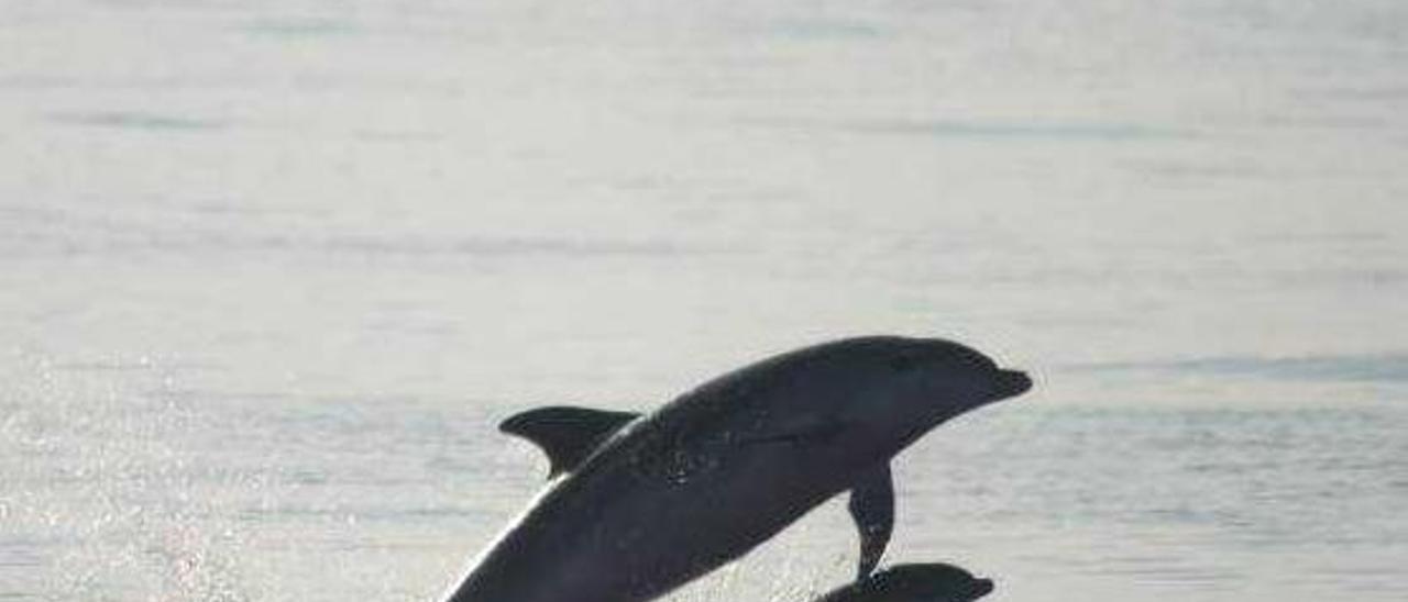 Un estudio demuestra que las granjas marinas «atraen» a los delfines