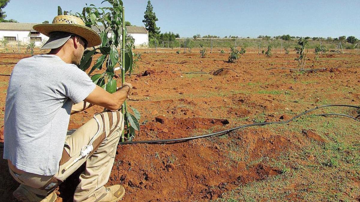 Benlloch plantea ciclos de FP en la Estación Experimental Agraria en Vila-real