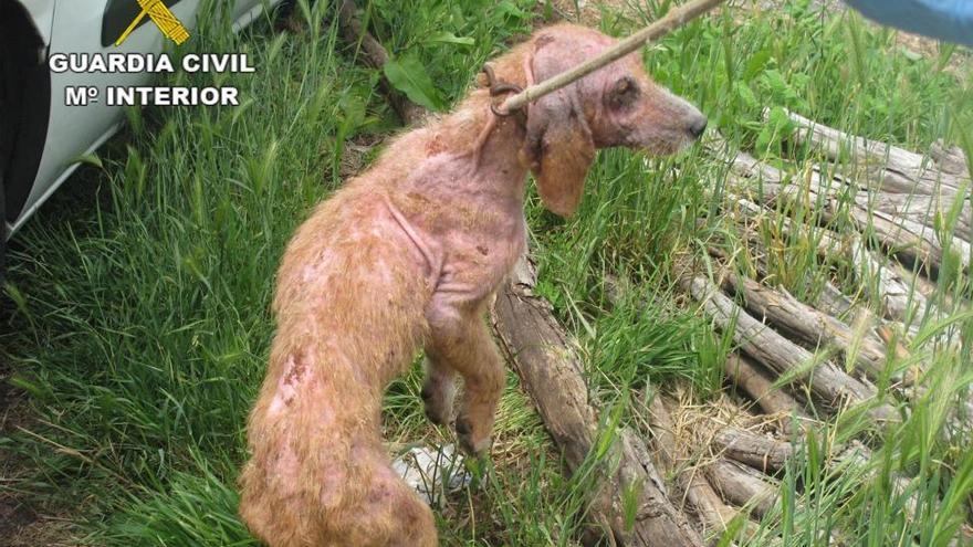 El Seprona investiga 24 casos de maltrato animal en Castellón en un año