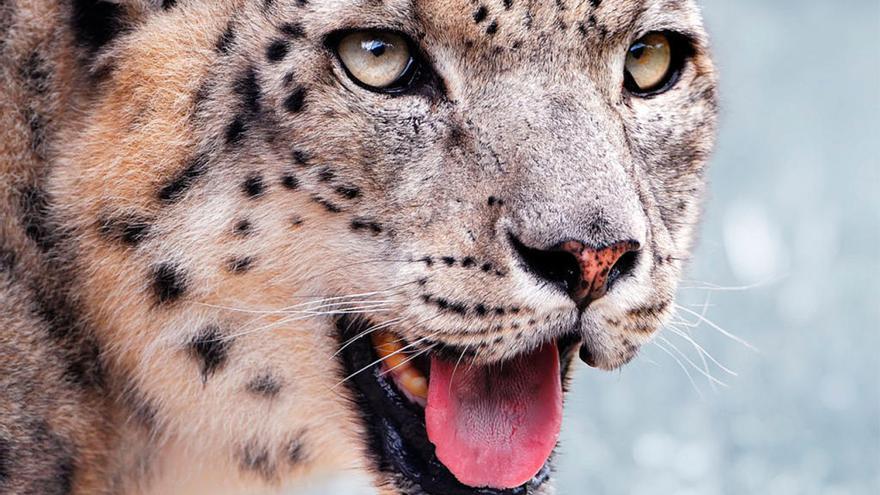 Retrato de un leopardo de las nieves // Wikimedia