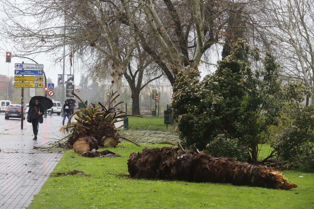 Las imágenes del paso del temporal de lluvia y viento por Córdoba
