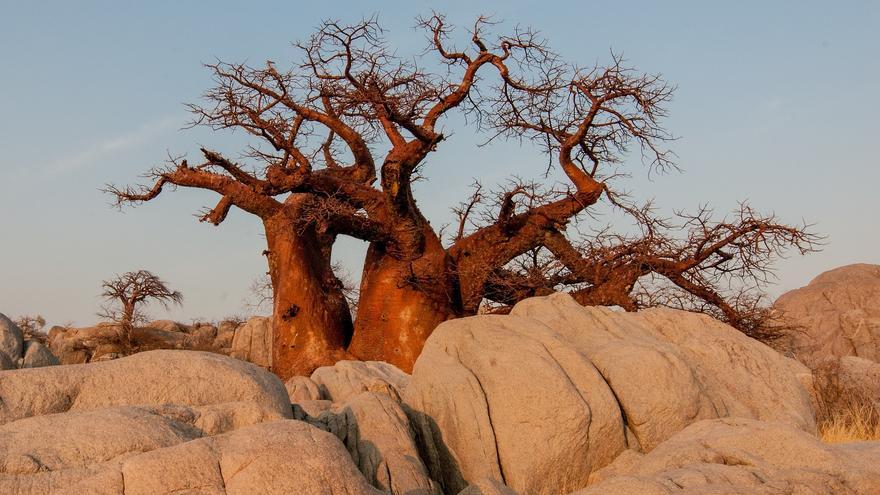 Baobab, el superalimento que ha enganchado a las famosas