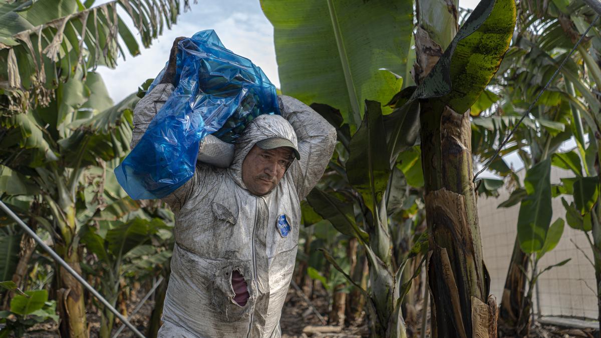 Un trabajador en las plantaciones plataneras cubiertas de ceniza en la zona de los Barros, a 23 de noviembre de 2021, en La Palma, Santa Cruz de Tenerife, Canarias, (España).