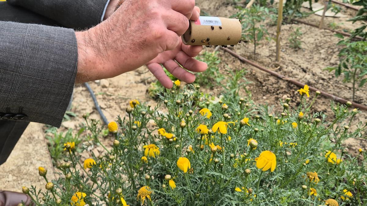Suelta de mariquitas como medida de control biológico en los huertos de ocio del entorno del Molino del Amor este lunes por la mañana.