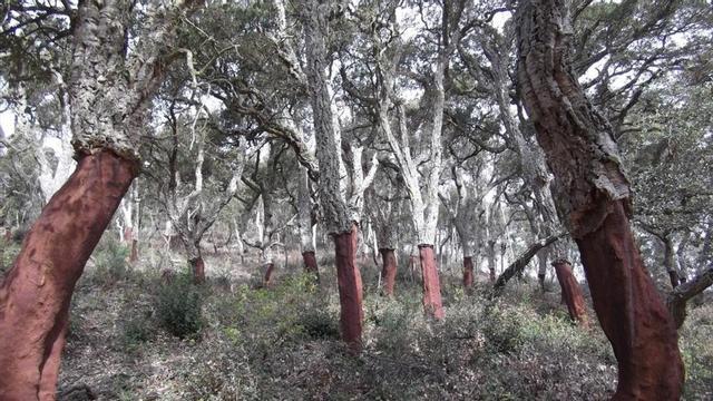 amadridejos28814514 alcornoques descorchados en un bosque catal n co160501175337