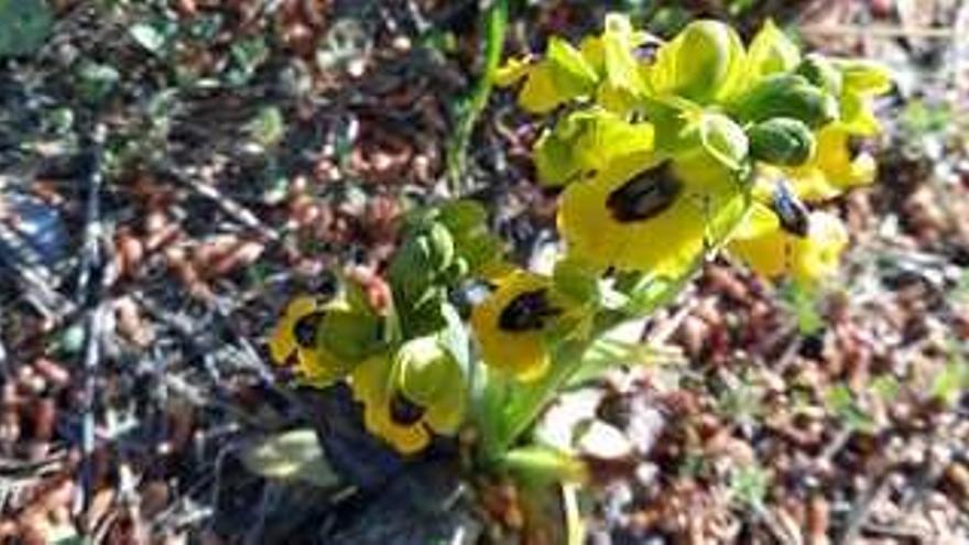 Florecen en el Montgó las orquídeas abejeras