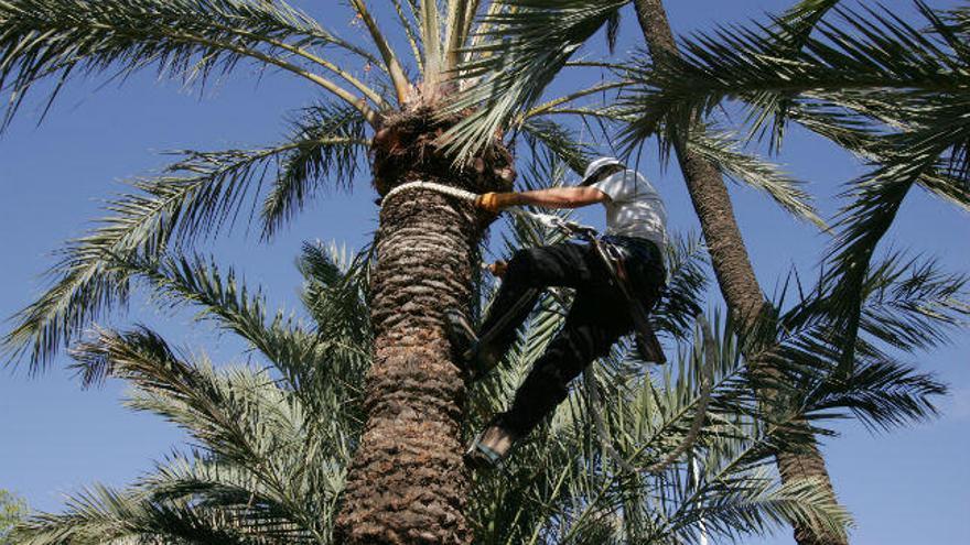 Un palmerero realizando su trabajo