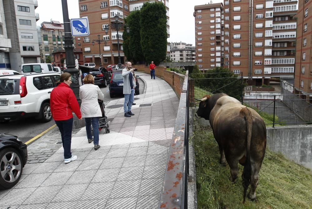 Un toro causa la alarma en el centro de Oviedo